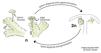 Marchantia life cycle diagram, copyright 2004 by E Jewett