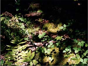 Amphicarpa bracteata in dappled shade