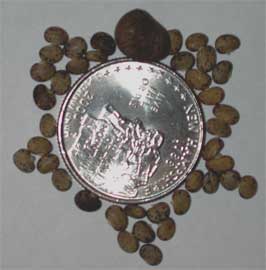 Two sizes Amphicarpa bracteata seeds with quarter for scale