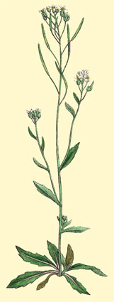 Arabidopsis drawing